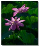 荷花（六十五）