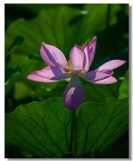 荷花（六十五）