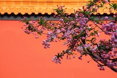 海棠低垂人微醺