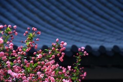 海棠低垂人微醺