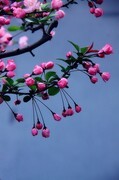 海棠低垂人微醺