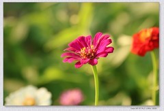 百日菊【丙午年-299】