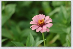 百日菊【丙午年-299】