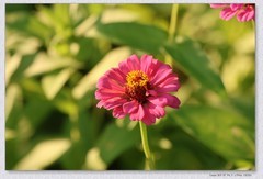 百日菊【丙午年-300】