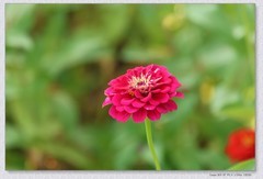 百日菊【丙午年-300】