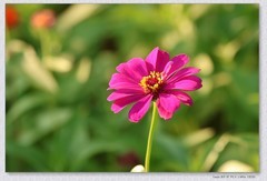 百日菊【丙午年-300】