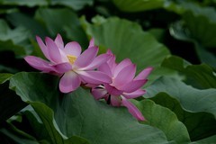 荷花（续2）