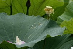 荷花（续2）