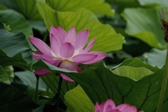 荷花（续2）