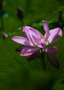 荷花（五十九）