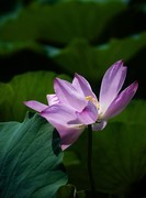 荷花（五十九）