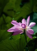 荷花（五十六）