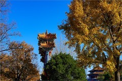 2025年第0798贴-故宫筒子河畔纪实拍（1118）