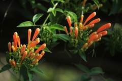 拍摄花卉一（883）