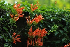 拍摄花卉一（883）