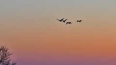 【视觉光影】美 丽 的 大 天 鹅 （40）