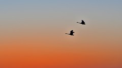 【视觉光影】美 丽 的 大 天 鹅 （40）