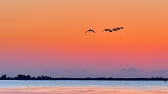 【视觉光影】美 丽 的 大 天 鹅 （40）