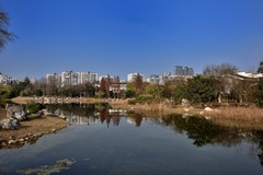 冬日的桂溪公园【续完】