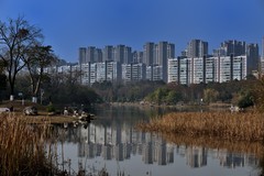 冬日的桂溪公园【续完】