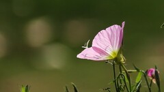 月见草光影