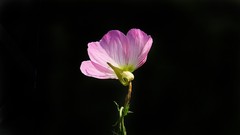 月见草光影