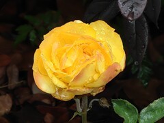 拍摄花卉一（1059）