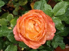 拍摄花卉一（1059）