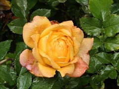 拍摄花卉一（1060）