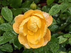 拍摄花卉一（1060）