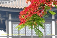 五月凤凰木（二）
