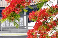五月凤凰木（二）