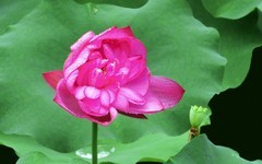 [26150] 江北休闲绿地的荷花