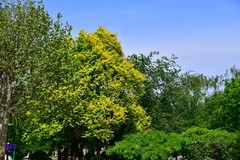 簌簌槐花拂面香，绿荫成盖暖风扬