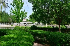 簌簌槐花拂面香，绿荫成盖暖风扬