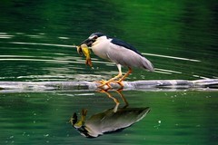 捕食