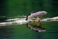 捕食