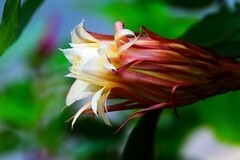 ”昙花一现“时刻