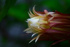 ”昙花一现“时刻