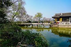 2026年第0554贴 -无锡鼋头渚樱花季（0814）
