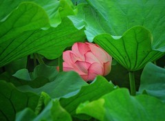 荷花和鸟！