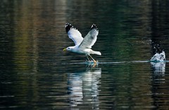 随拍——矫健的银鸥