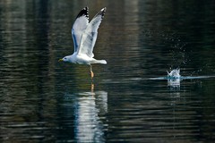 随拍——矫健的银鸥