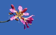 [26049] 流花湖的异木棉