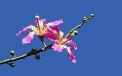 [26049] 流花湖的异木棉