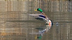 银河公园-绿头野鸭