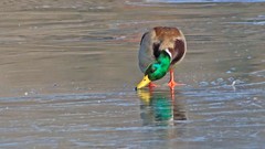 银河公园-绿头野鸭