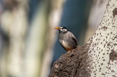 灰椋鸟（十九）