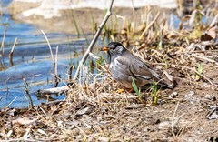 灰椋鸟（十九）