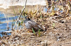 灰椋鸟（十九）